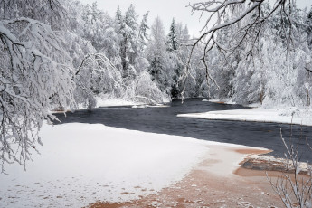 Картинка природа лес снег река