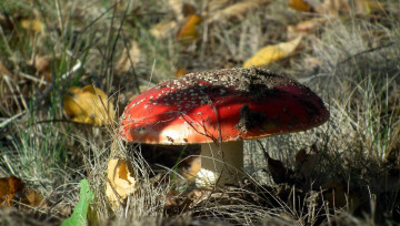 Картинка природа грибы +мухомор гриб листья трава