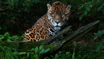 Картинка животные Ягуары хищник зверь ягуар мох бревно лес