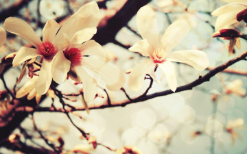 обоя цветы, цветущие деревья ,  кустарники, цветение, ветки, дерево