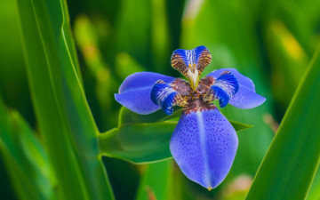 Картинка цветы ирисы синий