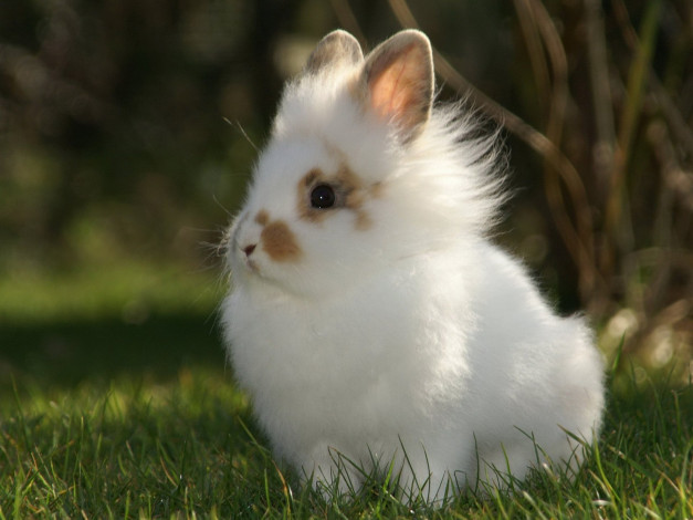 Обои картинки фото животные, кролики,  зайцы, трава, крольчонок