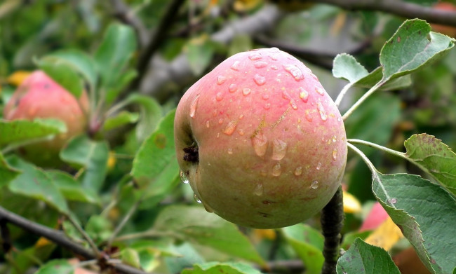 Обои картинки фото природа, плоды, яблоко, капли