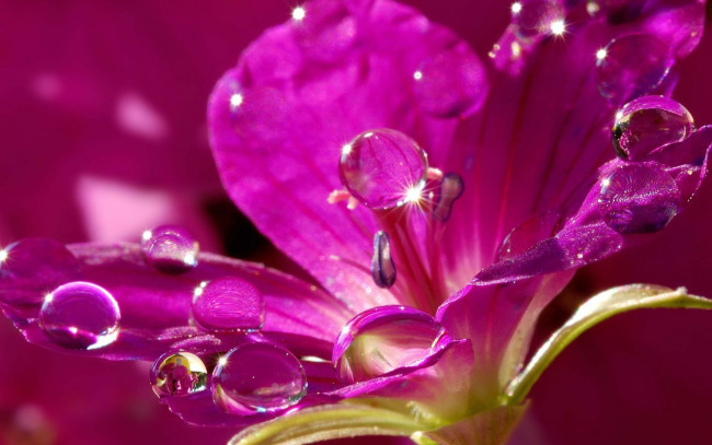 Обои картинки фото цветы, герань, розовый, роса, капли, цветок