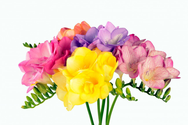 Обои картинки фото цветы, фрезия, лиловый, желтый, пестрый, розовый