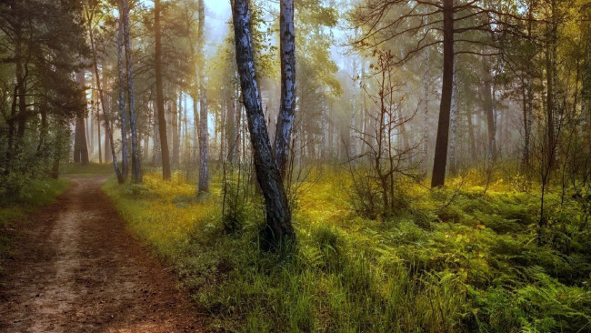 Обои картинки фото природа, дороги, туман, дорога, лес, осень