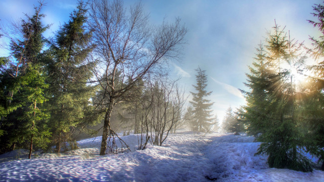 Обои картинки фото природа, зима, снег, утро