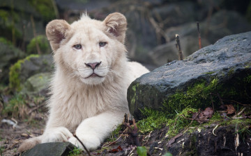 Картинка львёнок+альбинос животные львы львёнок лев альбинос белый аномалия хищник кошачьи млекопитающие