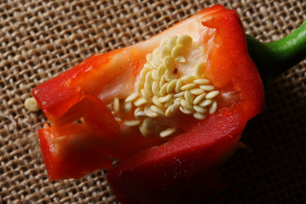 Картинка еда перец красный болгарский стручок семена
