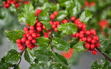 обоя mistletoe berries, омела, природа, ягоды, mistletoe, berries