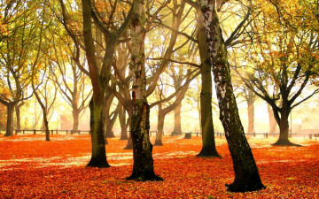 обоя природа, деревья, листья, осень, парк