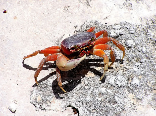 Обои картинки фото blue, crab, животные, крабы, раки
