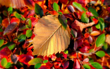 Картинка природа листья