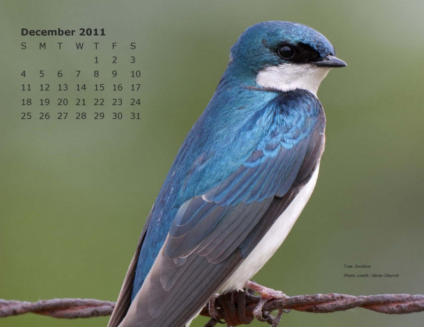 Обои картинки фото календари, животные, птица