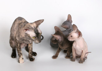 Картинка животные коты кошки