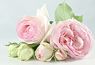 Картинка цветы розы бутоны бледно-розовый