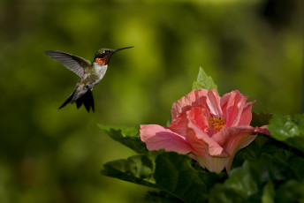 Картинка животные колибри гибискус птица цветок