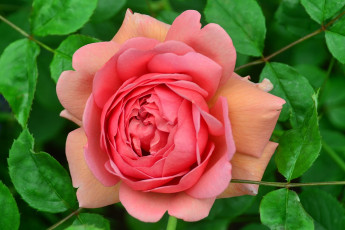 Картинка цветы розы большой лепестки