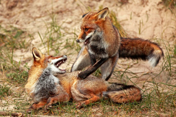 Картинка животные лисы рыжий драка