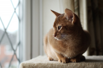 Картинка животные коты абиссинская кошка