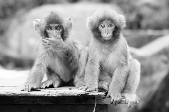 Картинка животные обезьяны малыши забавные