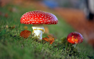 Картинка природа грибы мухомор осень