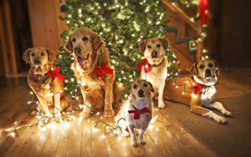 Картинка животные собаки гирлянда новый год ёлка
