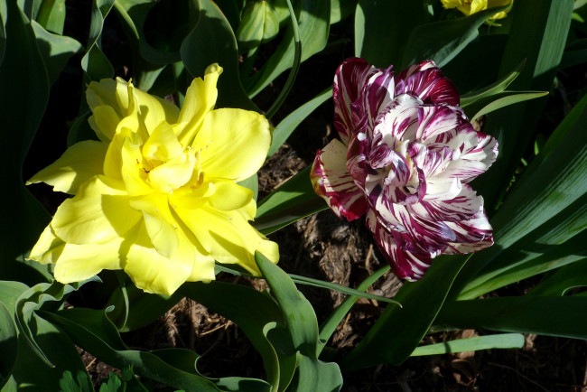 Обои картинки фото цветы, тюльпаны