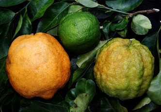 Картинка природа плоды лимоны листья ветка