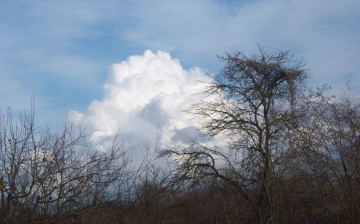 Картинка природа деревья небо дерево облако ветви