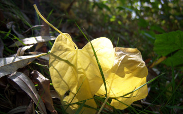Картинка природа листья жклтые