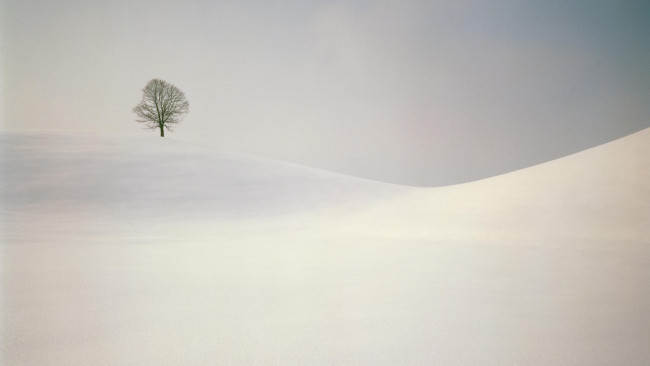 Обои картинки фото природа, зима, снег, одинокое, голое, дерево, сугробы