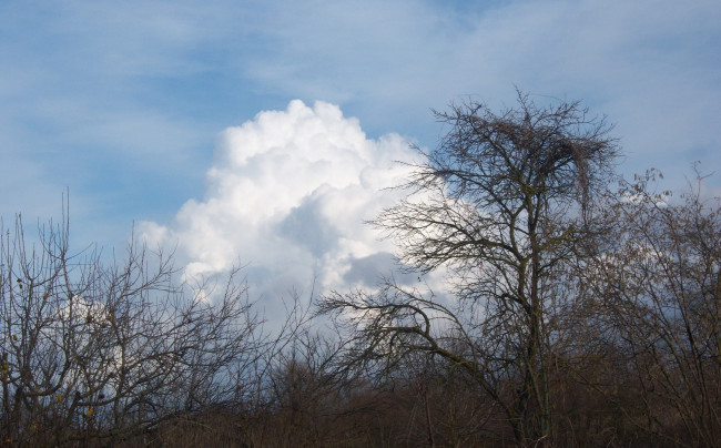 Обои картинки фото природа, деревья, небо, дерево, облако, ветви