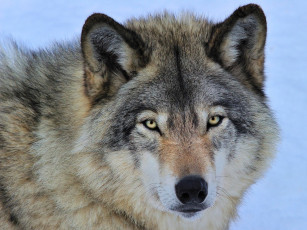 Картинка животные волки +койоты +шакалы морда хищник серый волк глаза