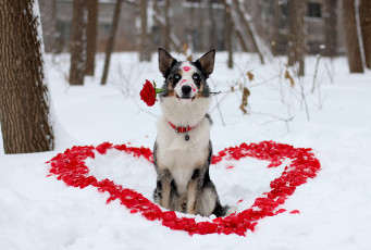 Картинка животные собаки любовь помада лепестки зима сердечка роза цветок взгляд собака пёс друг