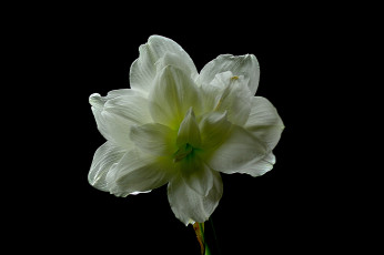 Картинка amaryllis цветы амариллисы +гиппеаструмы амариллис