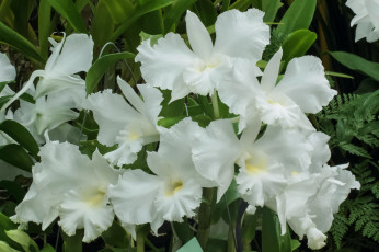 Картинка цветы орхидеи белые