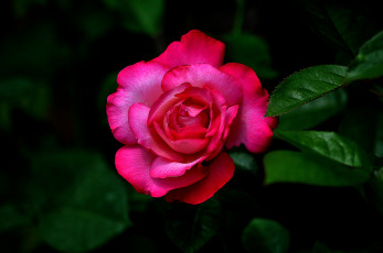 Картинка цветы бутон роза