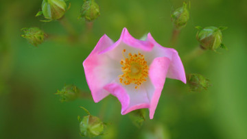 Картинка цветы шиповник растение макро природа лепестки цветок