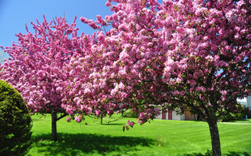 Картинка цветы цветущие+деревья+ +кустарники деревья цветущие цветут цветение в цвету весна природа небо красота сад
