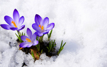 Картинка цветы крокусы бутоны фиолетовый первоцвет снег весна макро сrocus violet primrose snow spring flowers macro