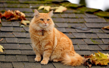 Картинка животные коты взгляд кот рыжий