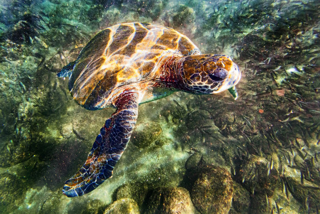 Обои картинки фото животные, Черепахи, черепаха, вода, дно, камни, блик, море
