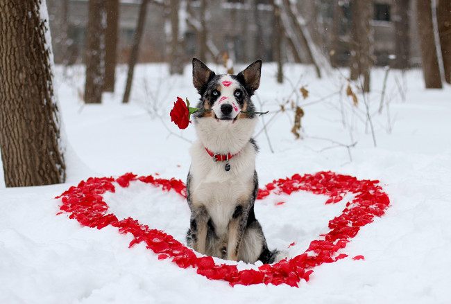 Обои картинки фото животные, собаки, любовь, помада, лепестки, зима, сердечка, роза, цветок, взгляд, собака, пёс, друг