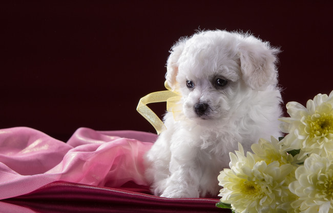 Обои картинки фото животные, собаки, хризантемы, цветы, бишон, фризе, щенок, белый