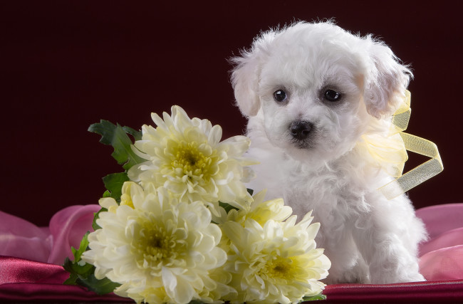 Обои картинки фото животные, собаки, белый, хризантемы, милый, щенок, бишон, фризе