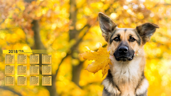 Обои картинки фото календари, животные, 2018, собака, взгляд, осень