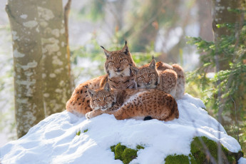 Картинка животные рыси уют фон ветки поза снег взгляд лес природа зима