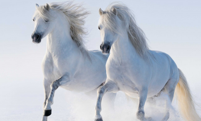Обои картинки фото животные, лошади, пара, снег, белые