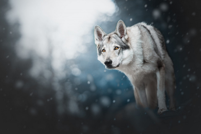 Обои картинки фото животные, волки,  койоты,  шакалы, лес, зима, поза, природа, снег, свет, морда, взгляд